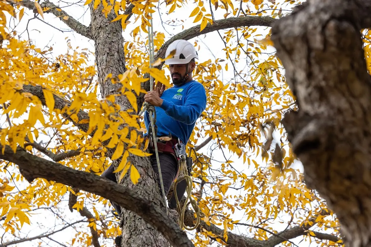 Skilled Tree Transplanting crew working in Whitesboro